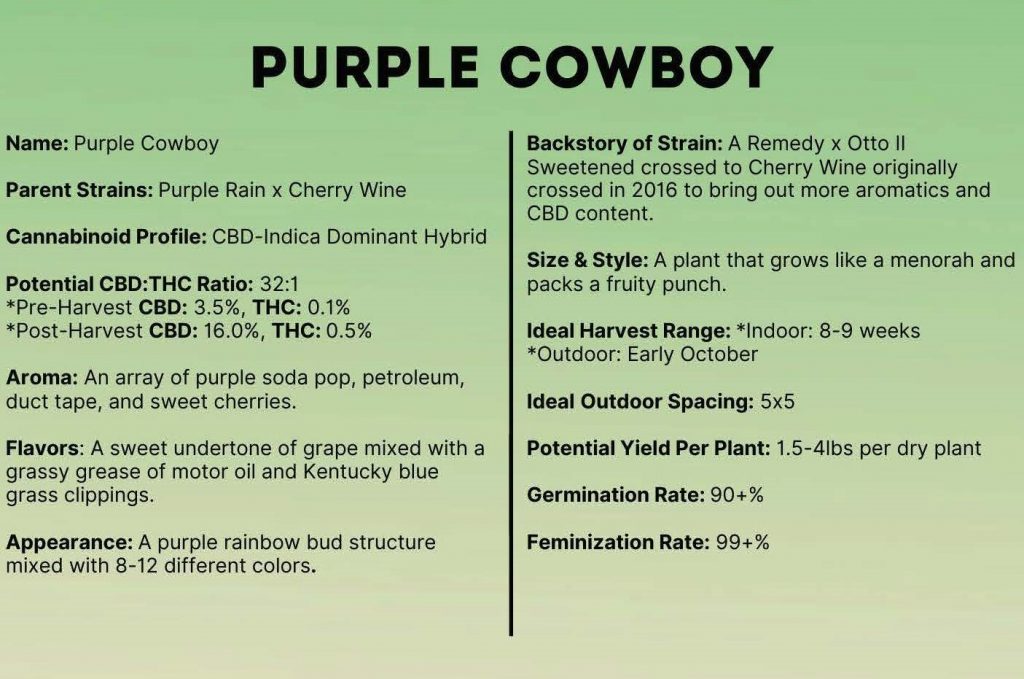 Purple Cowbow